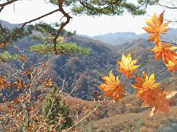 爱情岛论坛永久网址入口,爱情岛论坛永久网址入口在线观看